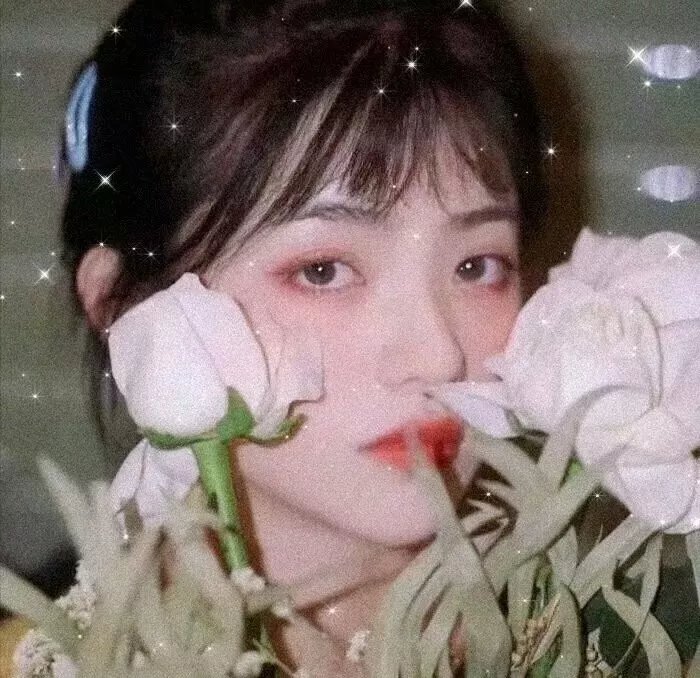 鸽之翼